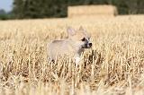 CORGI PEMBROKE 101